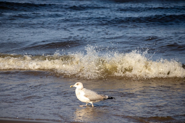 Ein Vogel steht im Wasser