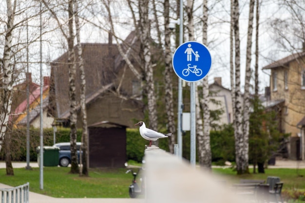 Foto ein vogel steht neben einem schild mit der aufschrift „radweg“.