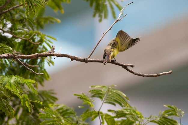 Ein Vogel