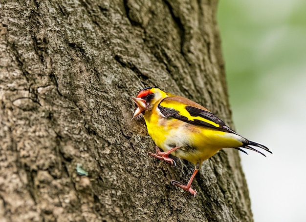 ein Vogel