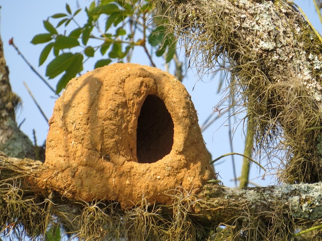 Ein Vogelhaus aus Ton auf einem Ast Joao de Barro