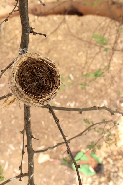 Ein Vogelnest auf einem Baum