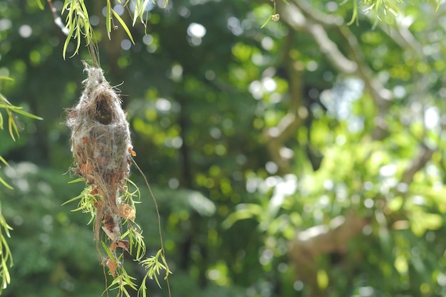 Ein Vogelnest in der Natur aus nächster Nähe