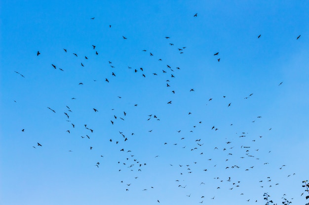 Ein Vogelschwarm auf einem blauen Himmelshintergrund_