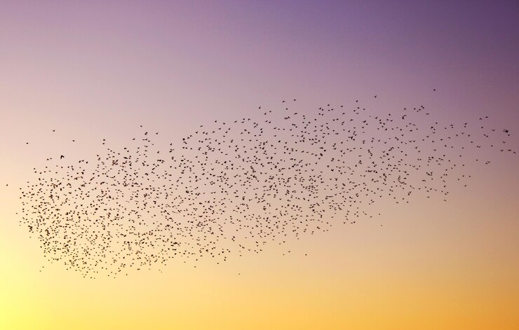 Foto ein vogelschwarm, der bei sonnenuntergang am himmel wandert, eine darstellung des bildes mit dem thema freiheit