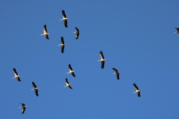 ein Vogelschwarm fliegt am Himmel