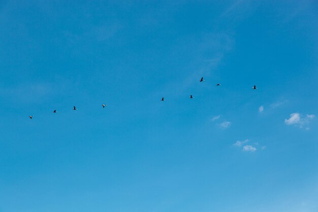 Ein Vogelschwarm fliegt in den blauen Himmel