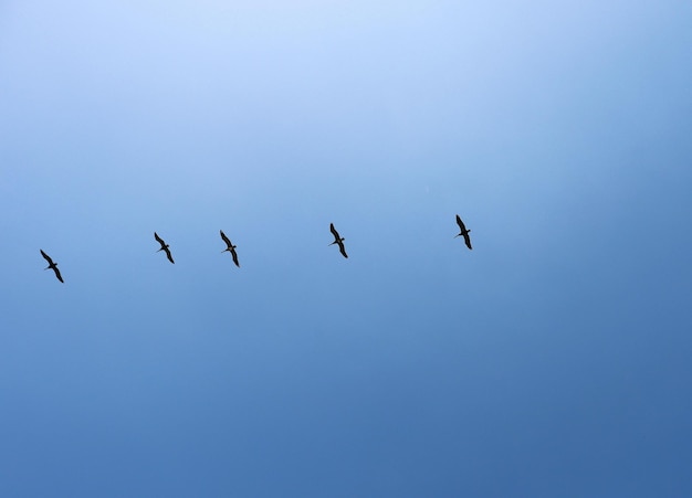 Ein Vogelschwarm fliegt in einem blauen Himmel