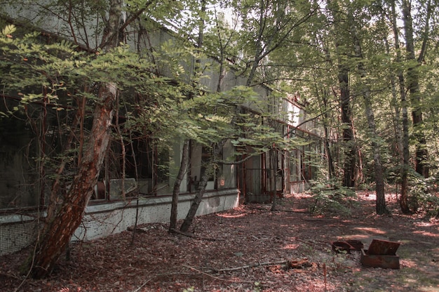 Ein von Bäumen überwucherter radioaktiver Laden in der Stadt Pripyat Nature erobert die Sperrzone von Tschernobyl in der Ukraine