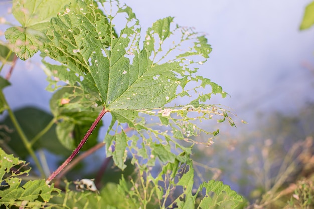 Foto ein von raupen gefressenes hopfenblatt das parasitenproblem in der landwirtschaft