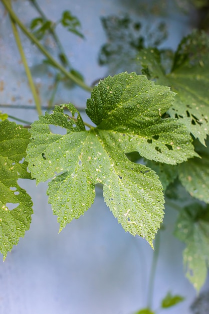 Foto ein von raupen gefressenes hopfenblatt das parasitenproblem in der landwirtschaft