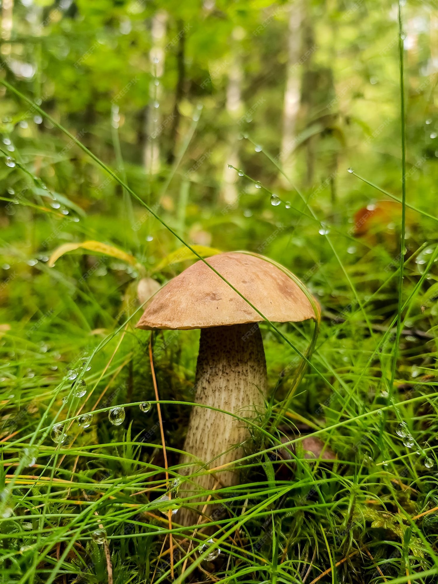 Ein wachsender Steinpilzpilz Pilzmyzel im Moos in einem Wald Große
