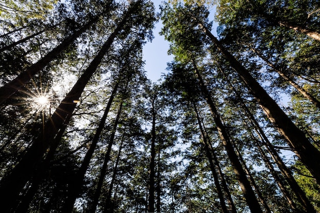 Ein Wald aus hohen Bäumen, durch die die Sonne scheint.