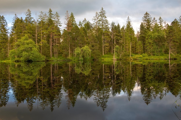 Ein Wald, der am Wasser steht und sich im Wasser spiegelt