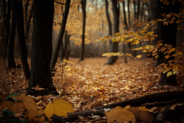 ein Wald im Herbst, der den Wechsel der Jahreszeiten und die Schönheit der Natur darstellt
