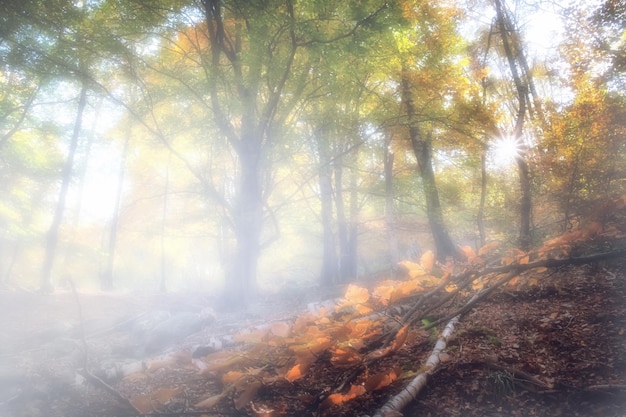 Ein Wald, in dem die Sonne auf die Bäume scheint