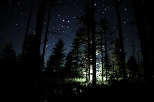 ein Wald in der Nacht mit Bäumen, die vom Mondlicht beleuchtet werden