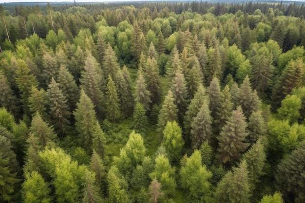 Ein Wald mit Bäumen oben und dem Wort Wald unten