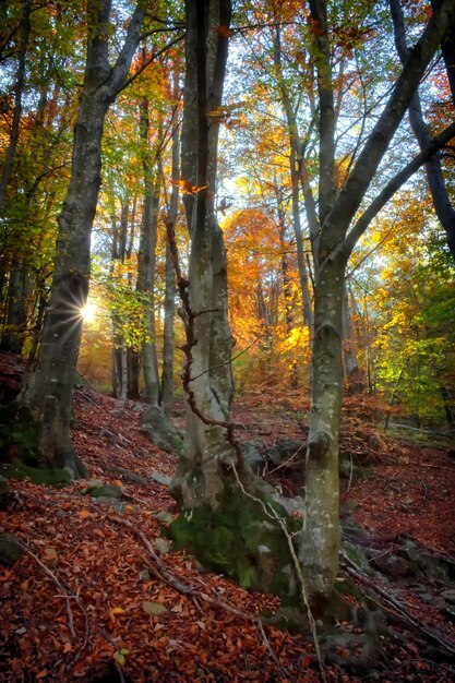 Ein Wald mit Bäumen und Blättern, auf die die Sonne scheint