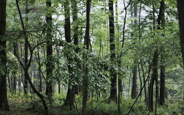 Ein Wald mit Bäumen und einem Schild mit der Aufschrift "Wald".