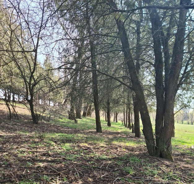 Ein Wald mit Bäumen und Gras und dem Wort Wald darauf