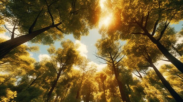 Ein Wald mit Bäumen und Himmel im Hintergrund