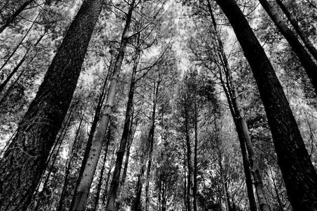 Ein Wald mit Bäumen und Himmel in Schwarz und Weiß