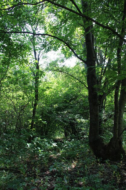 Ein Wald mit Bäumen und Pflanzen