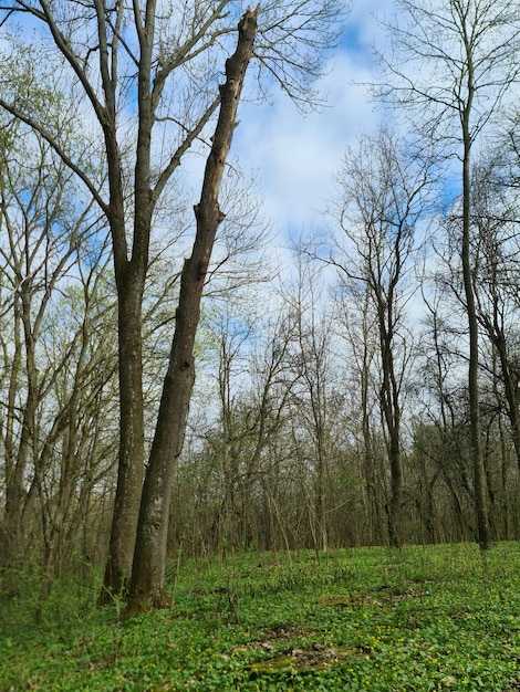 Ein Wald mit blauem Himmel und ein paar Bäumen