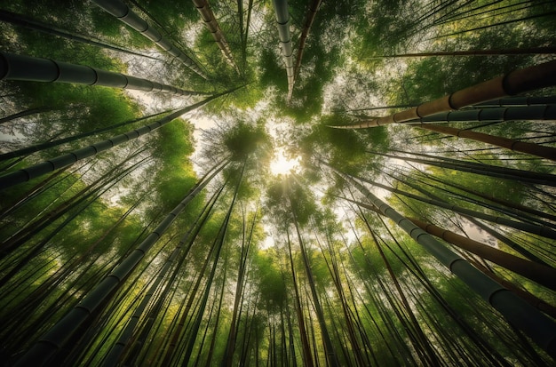 Ein Wald mit Blick in den Himmel