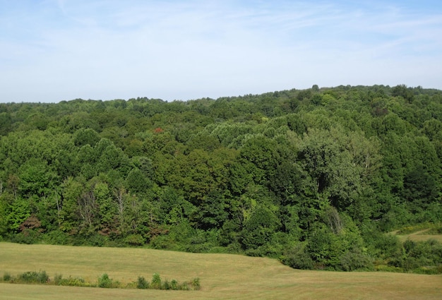 ein Wald mit ein paar Bäumen und einem grünen Feld mit einem Himmel als Hintergrund