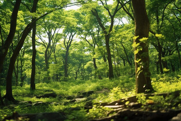 ein Wald mit grünem Hintergrund und ein Mann in einem blauen Hemd auf dem Boden