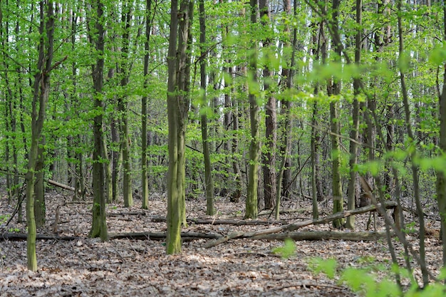 Ein Wald mit grünen Blättern auf dem Boden und einem Baum mit dem Wort „Wald“ darauf.