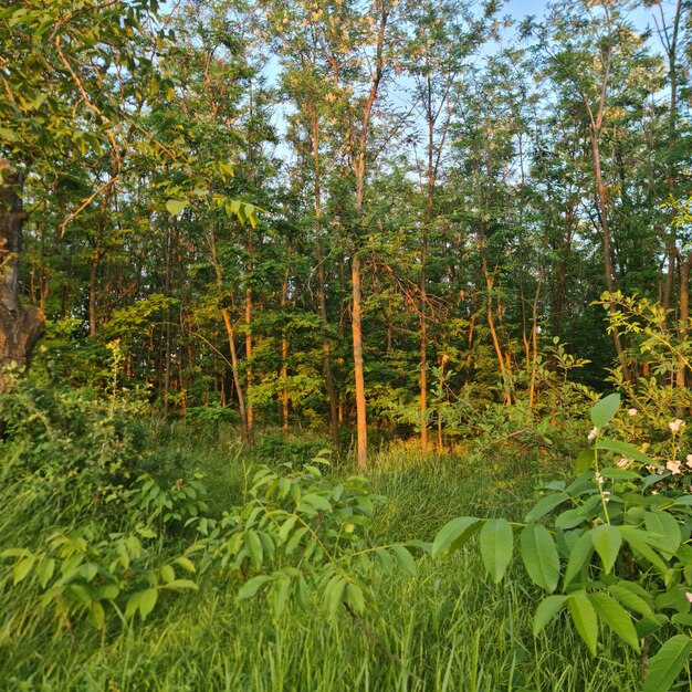 Ein Wald mit hohem Gras und Bäumen