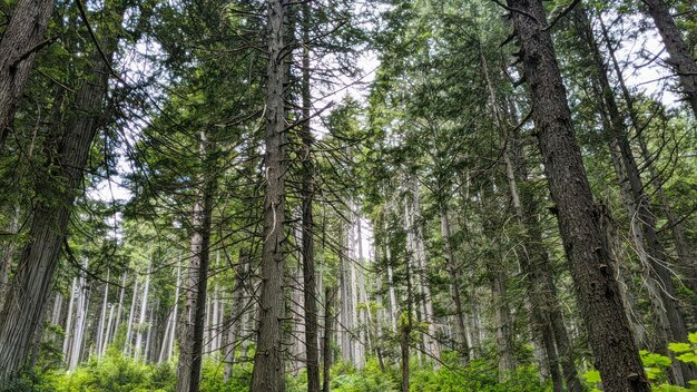 ein Wald mit hohen Bäumen und grünem Gras