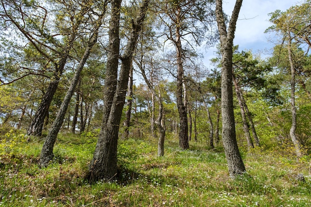 Ein Wald mit vielen Bäumen und Gras