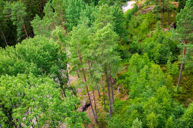 Ein Wald mit Waldblick