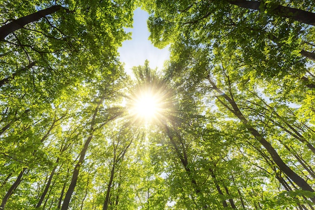 Ein Walddach mit explosivem Sonnenlicht scheint tief in den Wald hinein. Mit einem 5D Mark III nach draußen genommen.