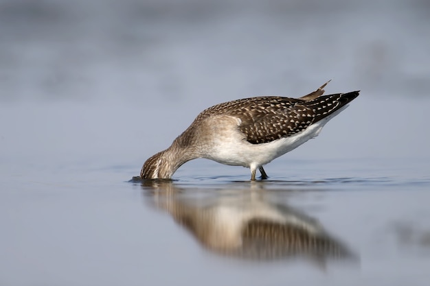 Ein Waldläufer steht mit einem Spiegelbild im Wasser. Ein Vogel sucht nach Nahrung, indem er seinen Kopf eintaucht