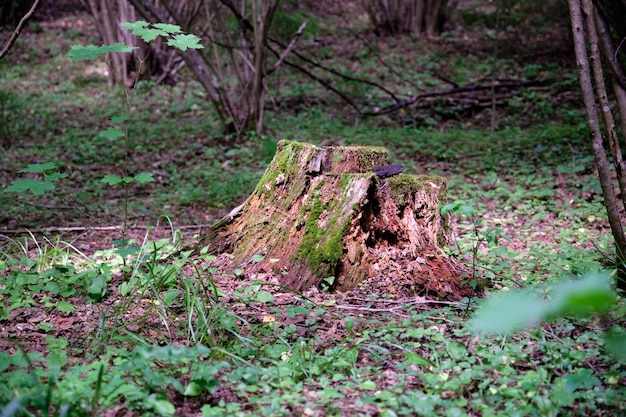 Foto ein waldstumpf in einem laubwald