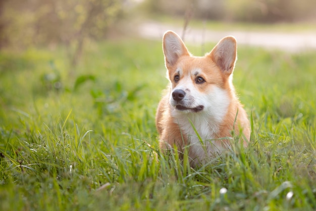 Ein walisischer Corgi-Hund auf einem Frühlingsspaziergang im Gras sieht aus