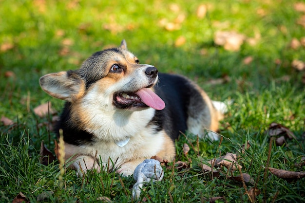 Ein walisischer Corgi-Hund spielt vor dem Hintergrund einer grünen Wiese