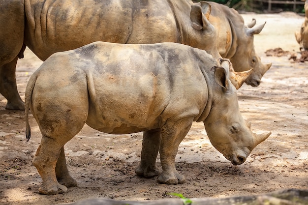 Ein wandelndes weißes Nashorn