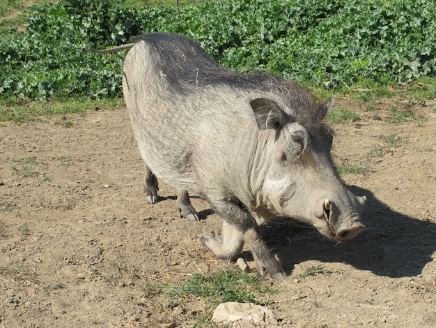 Ein Warzenschwein in der Savanne