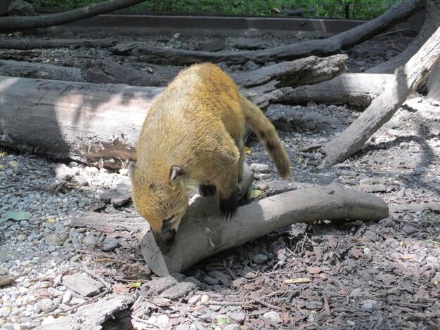 Foto ein waschbär sucht im sommer nach nahrung