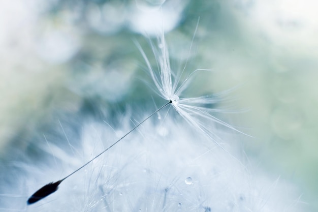 Ein Wassertropfen auf einem Löwenzahn Löwenzahn auf blauem Hintergrund mit Kopienraum in der Nähe