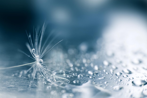 Ein Wassertropfen auf einem LöwenzahnLöwenzahnsamen auf blauem Hintergrund mit Kopienraum in der Nähe