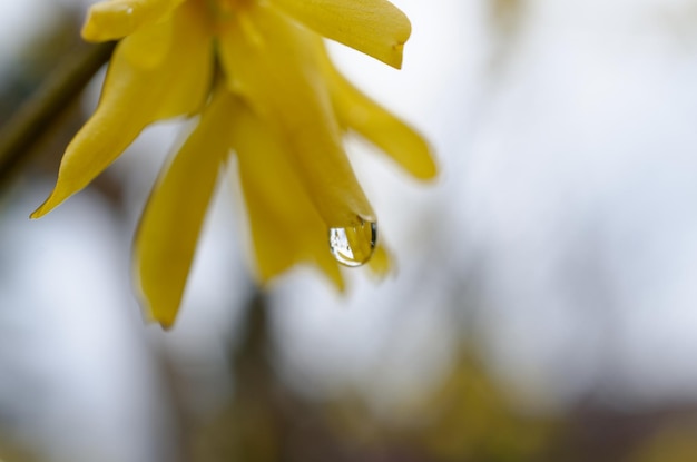 Ein Wassertropfen auf einer gelben Blume
