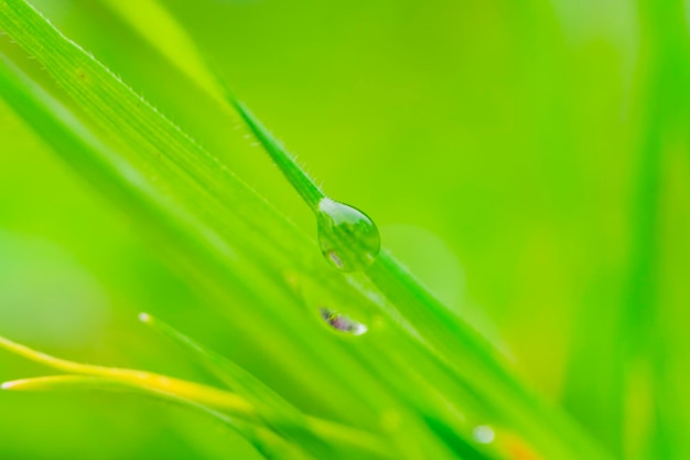 Ein Wassertropfen Tau auf grünem Grashalm auf hellgrünem Hintergrund