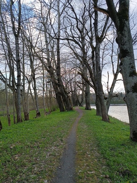 Ein Weg am Fluss ist von Bäumen gesäumt und der Himmel ist bewölkt.